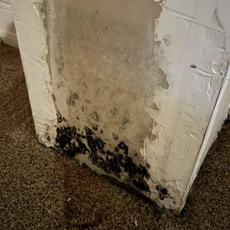 Professional Mold Removal in West Memphis, AR